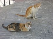Gatos. Sayalonga, Málaga